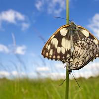 Mating Marbled Whites 3 